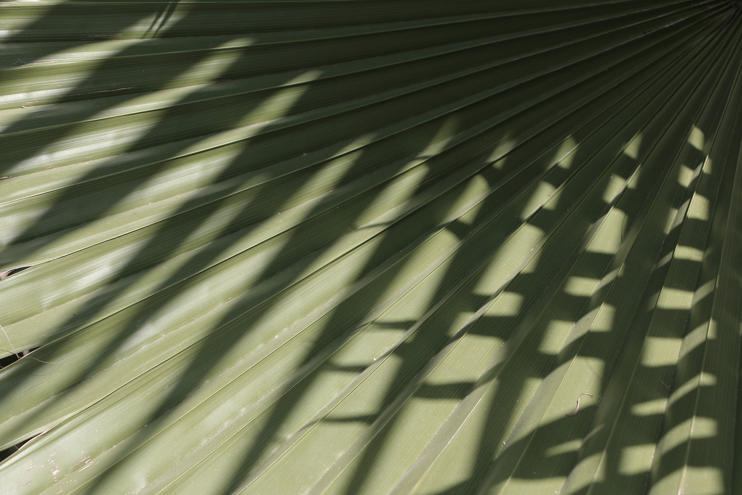 Shadows on green palm leaf background.